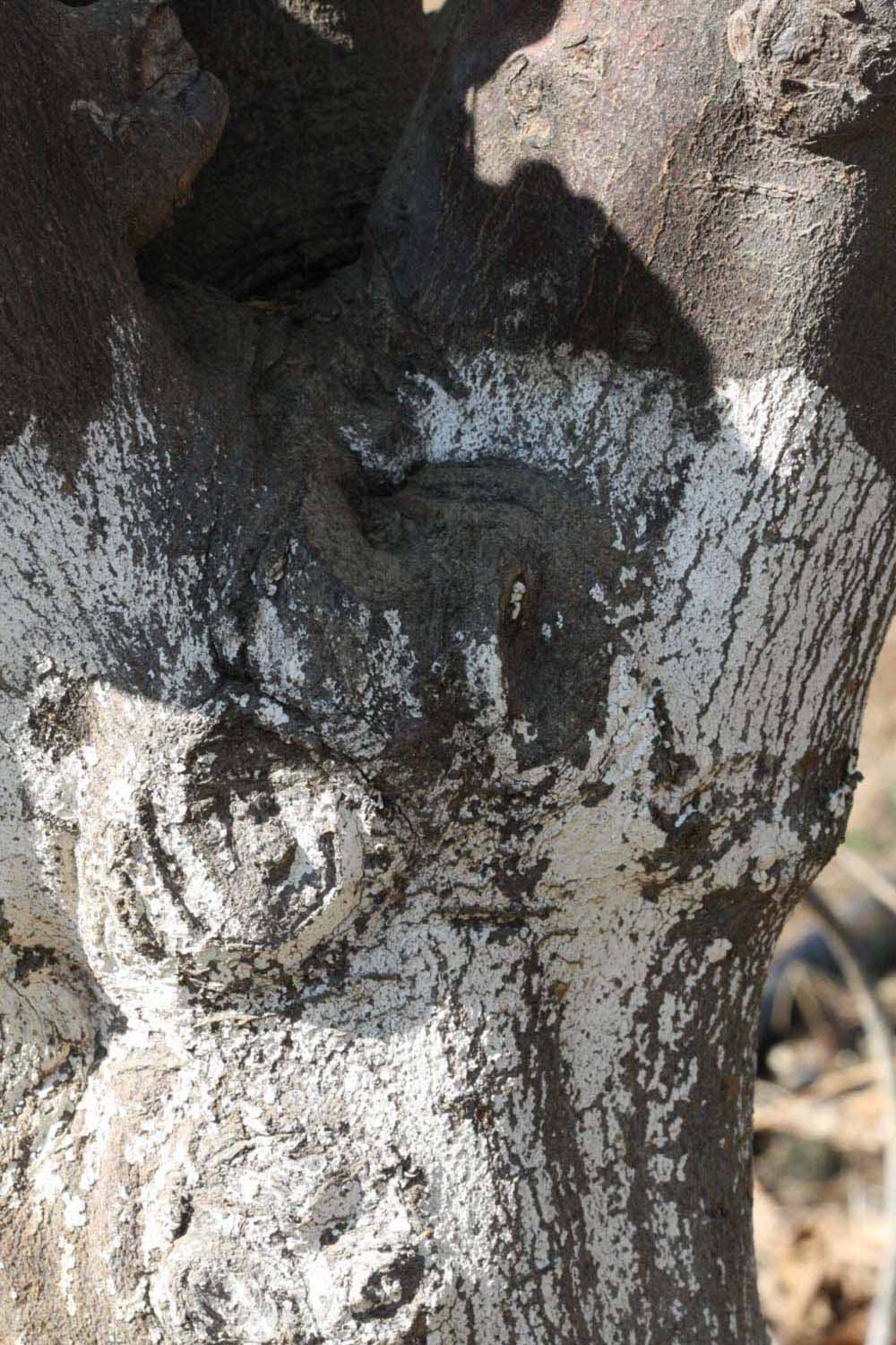              Bark (Riverside, CA)       